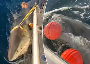 Largest male great white shark ‘Contender’ returns to waters off Florida’s coast in time for Spring break