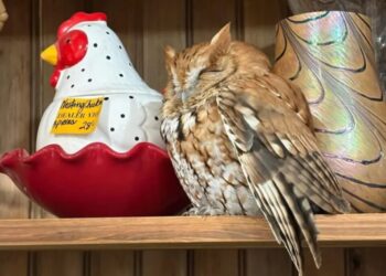 Sleepy owl found taking a snooze on shelf in upstate New York antique store