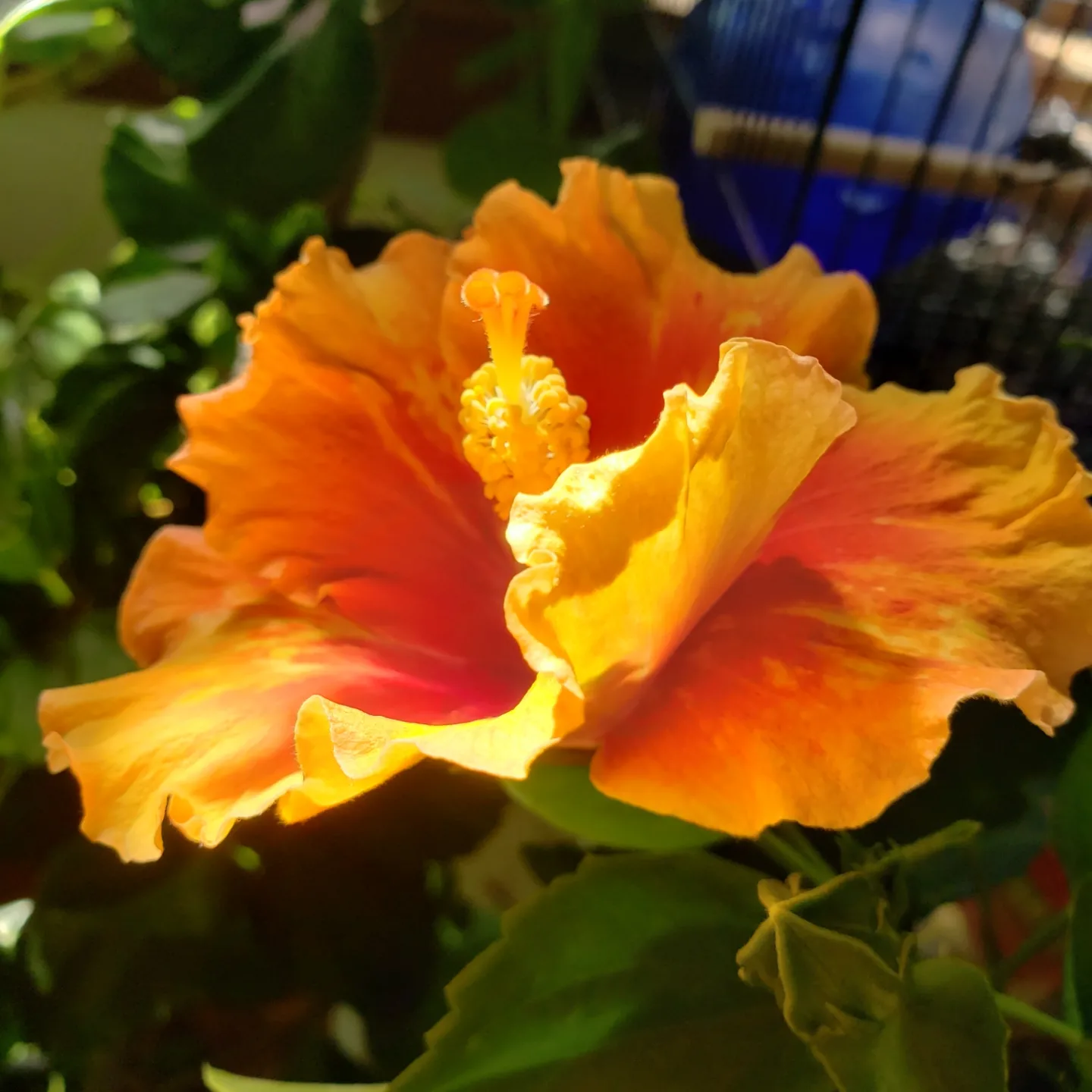 A hibiscus flower