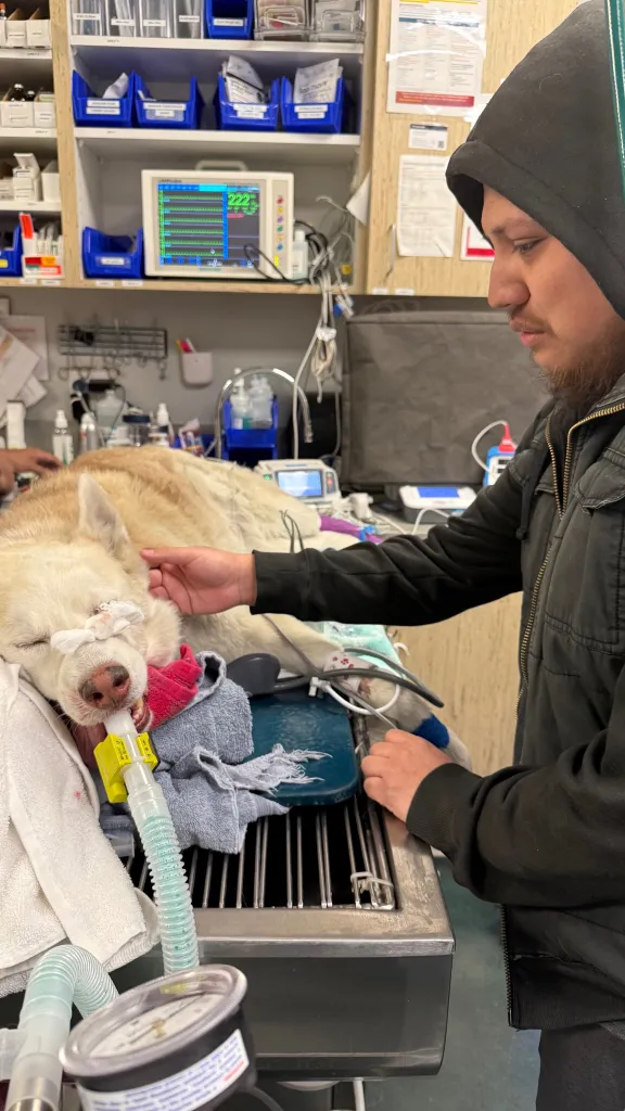 Jonathan Galicia with his dog Chase in a veterinary clinic, Chase is intubated.