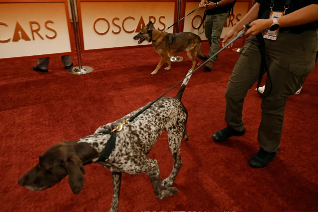 Security dogs being walked on the red carpet at the Oscars arrivals.