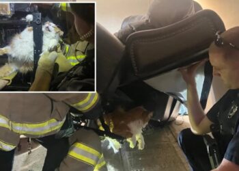Kansas firefighters rescue chubby cat trapped in massive recliner while trying to hide from the vet