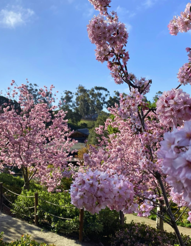 Pink cherry blossoms on trees at the Japanese Friendship Garden & Museum in San Diego.