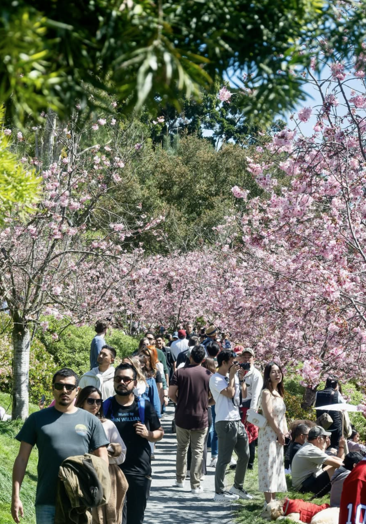 People walking through a garden with blooming cherry blossom trees.