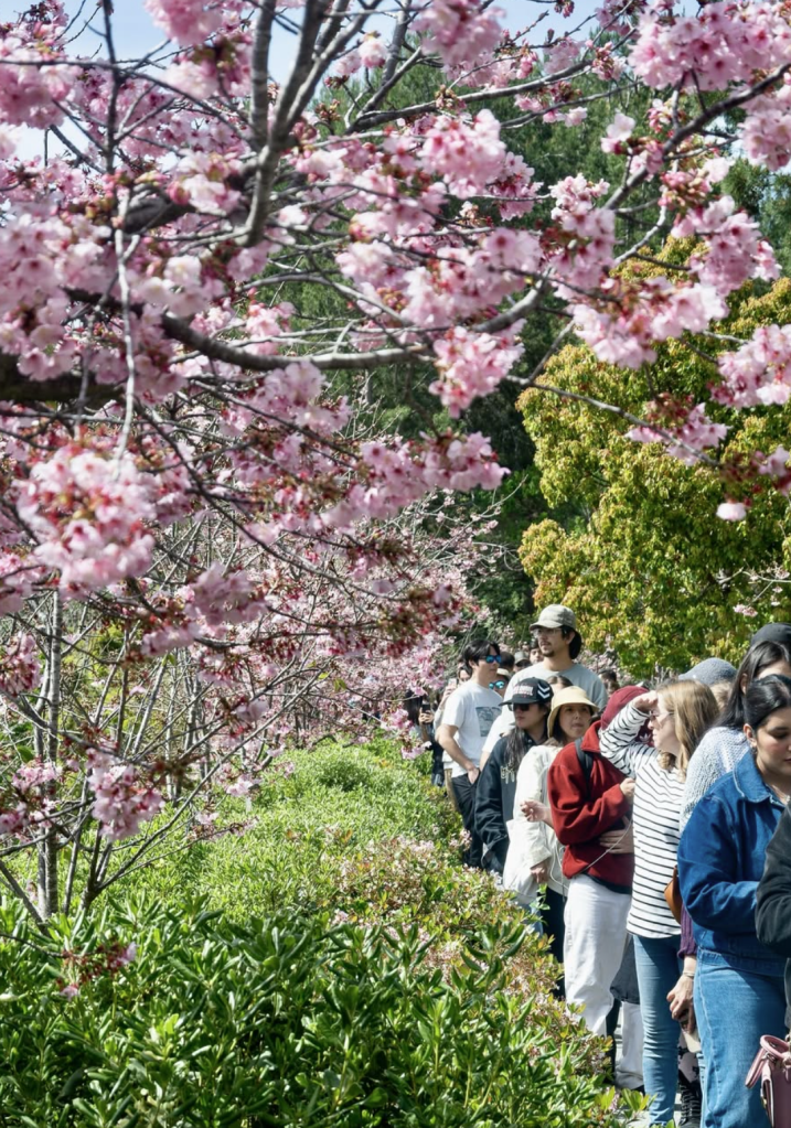 People queue outdoors under cherry blossoms.