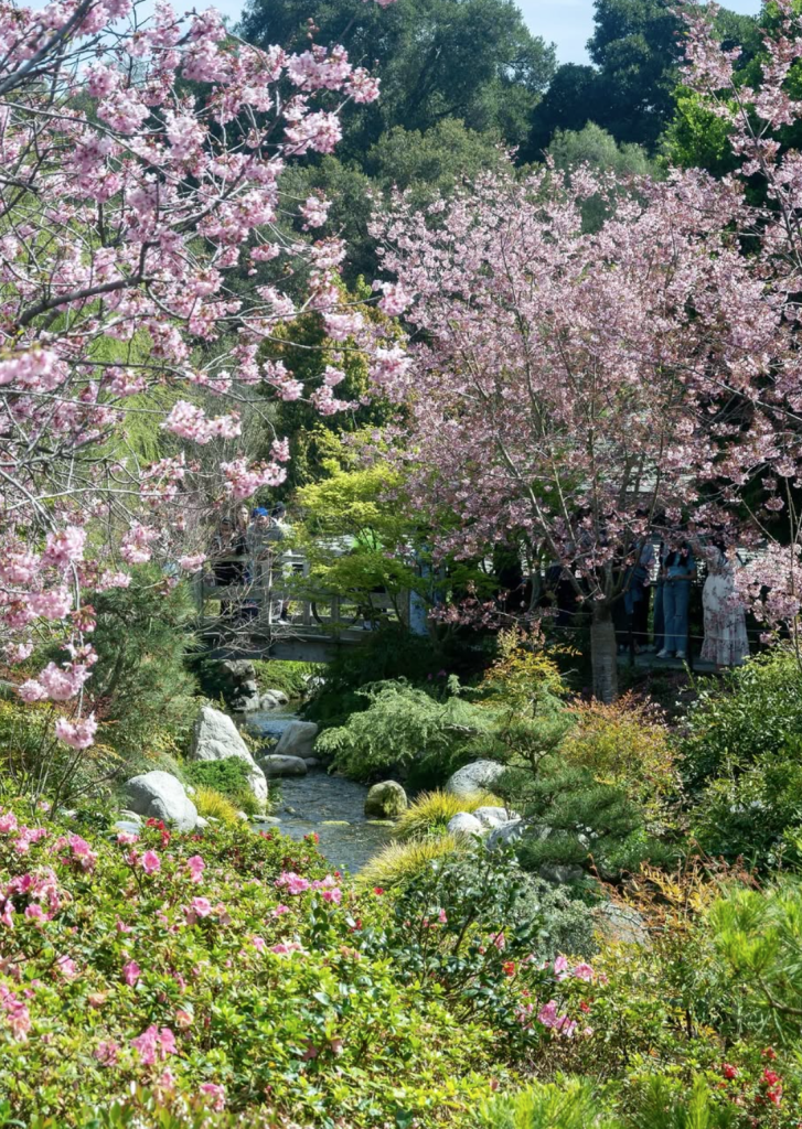 A stream flowing through a Japanese garden with cherry blossoms, lush greenery, and an arched bridge in the background.