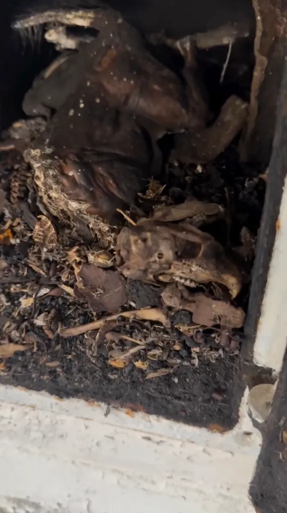 A close-up of a decaying animal skull and other organic matter inside a dark, confined space.