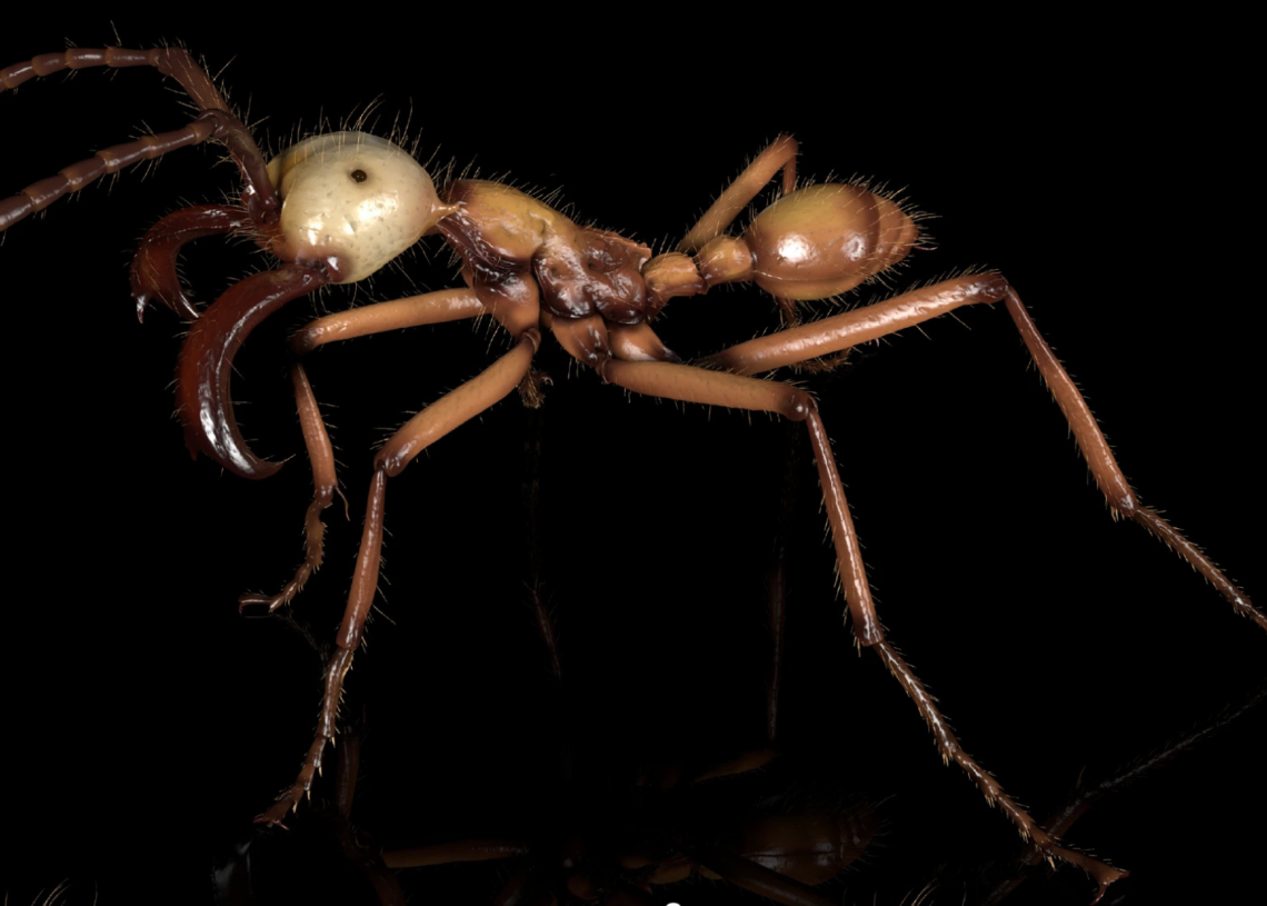 Scientists Scanned 2,000 Ants for a 3D Database, and the Results Are Pretty Creepy