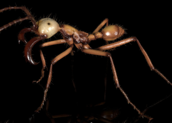 Scientists Scanned 2,000 Ants for a 3D Database, and the Results Are Pretty Creepy