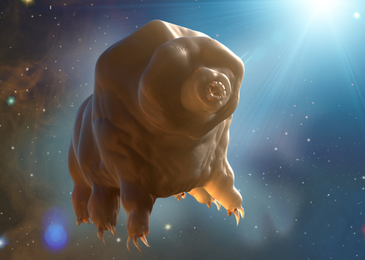 Scientists Finally Found Something That Can Kill a Tardigrade