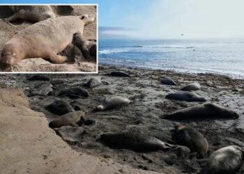 Deadly virus outbreak at major park spreads across nearby beaches