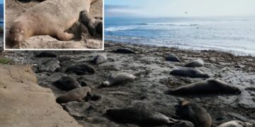 Deadly virus outbreak at major park spreads across nearby beaches