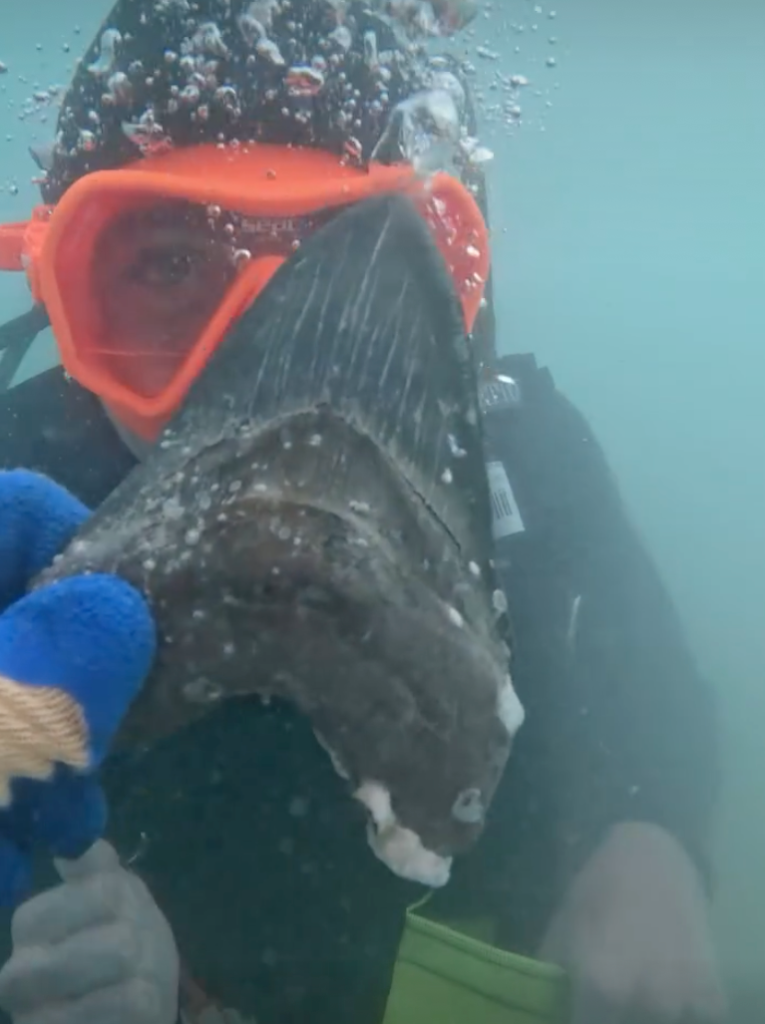Diver wearing an orange mask holding a large fossilized shark tooth.