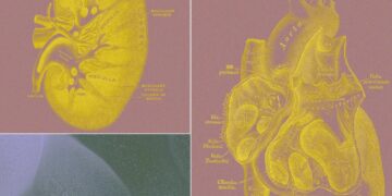 A Billionaire-Backed Startup Wants to Grow ‘Organ Sacks’ to Replace Animal Testing