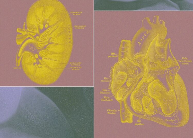 A Billionaire-Backed Startup Wants to Grow ‘Organ Sacks’ to Replace Animal Testing