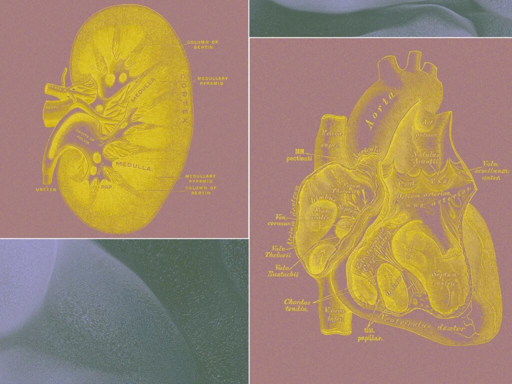 A Billionaire-Backed Startup Wants to Grow ‘Organ Sacks’ to Replace Animal Testing