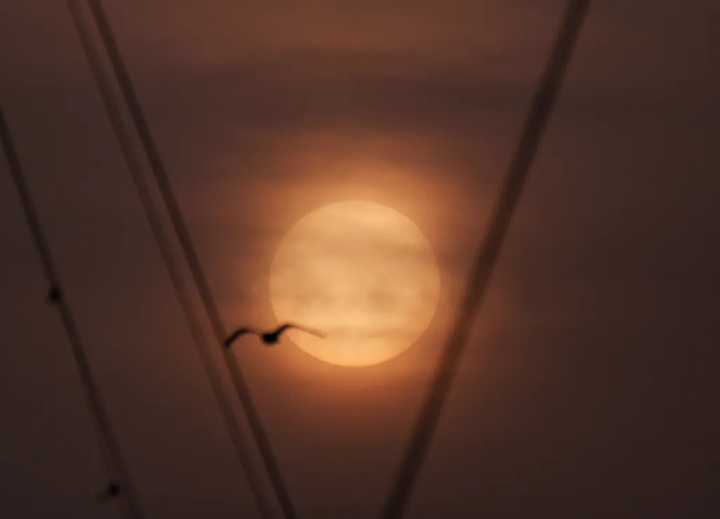 Sun setting with sailboat rigging and a bird flying in the foreground.