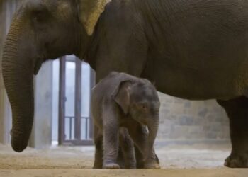 Rare baby Asian elephant to make her public debut at the National Zoo
