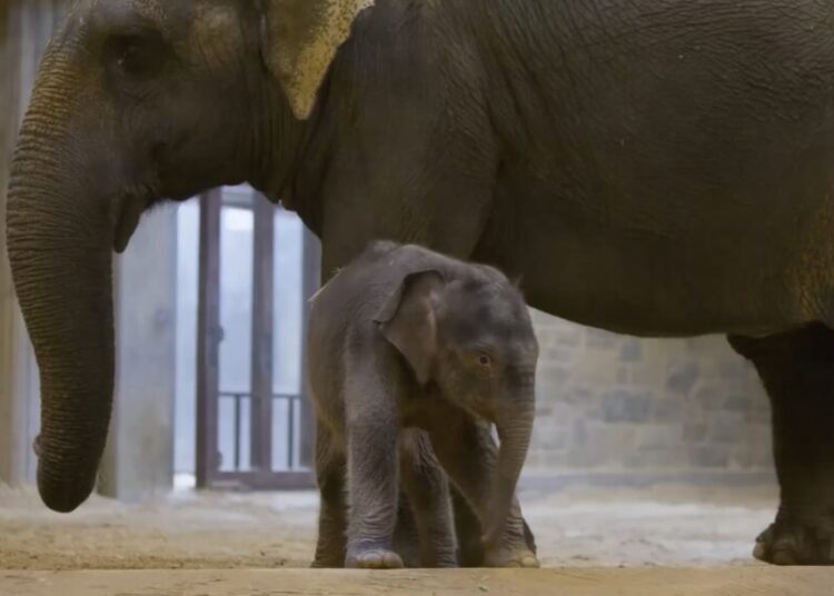 Rare baby Asian elephant to make her public debut at the National Zoo