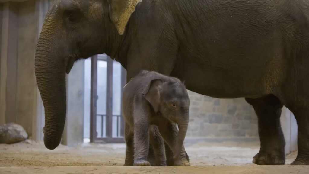 Rare baby Asian elephant to make her public debut at the National Zoo