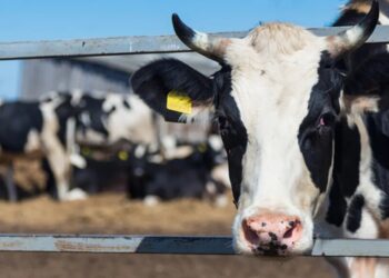 Disgusted MAGA dairy farmer may ditch GOP after watching Trump chaos
