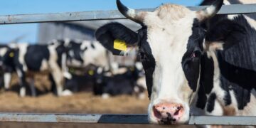 Disgusted MAGA dairy farmer may ditch GOP after watching Trump chaos