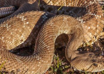 A second fatal rattlesnake bite on a Southern California hiking trail
