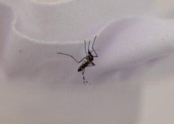 As mosquitoes go year-round in L.A., a promising fix hits a snag