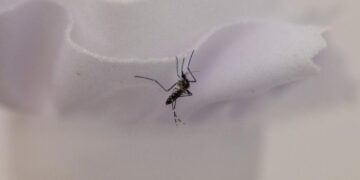 As mosquitoes go year-round in L.A., a promising fix hits a snag