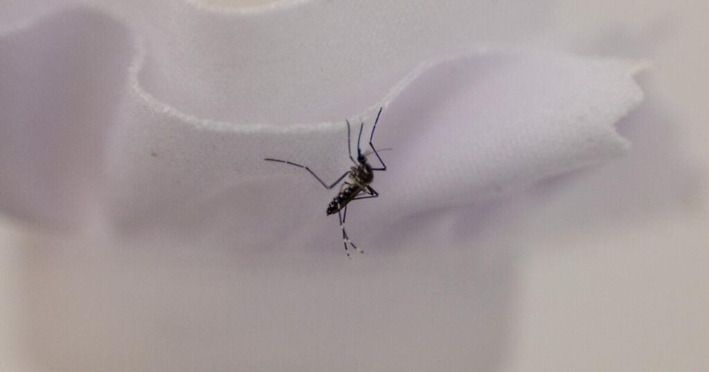 As mosquitoes go year-round in L.A., a promising fix hits a snag