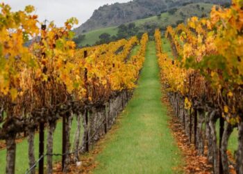 Why California’s wine industry is being crushed