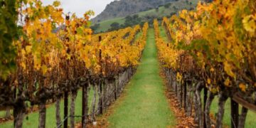 Why California’s wine industry is being crushed