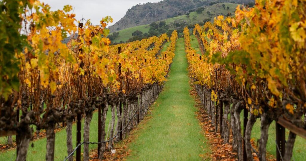 Why California’s wine industry is being crushed