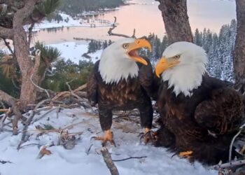How two Big Bear eagles became social media’s hottest love story