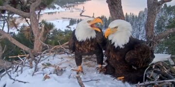How two Big Bear eagles became social media’s hottest love story
