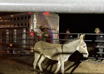 Donkeys are being shot with arrows in the Inland Empire. There’s a $50,000 reward to find the culprit