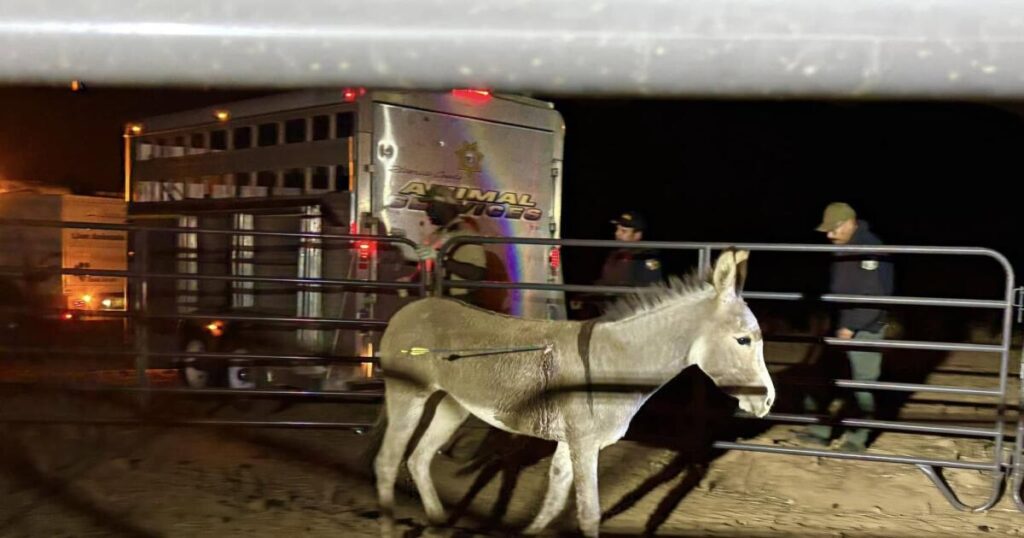 Donkeys are being shot with arrows in the Inland Empire. There’s a $50,000 reward to find the culprit