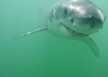 8-foot great white circles Newport surfer. Get ready for a ‘very sharky summer,’ expert says