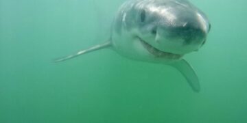 8-foot great white circles Newport surfer. Get ready for a ‘very sharky summer,’ expert says