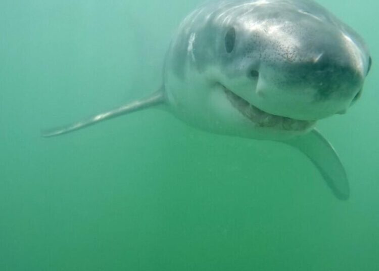 8-foot great white circles Newport surfer. Get ready for a ‘very sharky summer,’ expert says