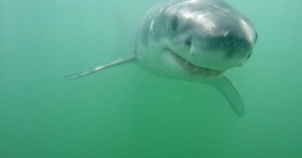 8-foot great white circles Newport surfer. Get ready for a ‘very sharky summer,’ expert says