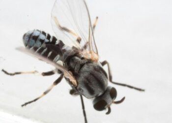 Eye-biting black flies are ‘like little demons’ in San Gabriel Valley, residents say