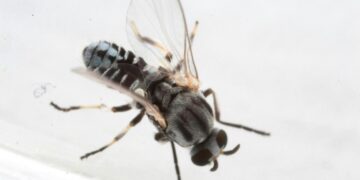 Eye-biting black flies are ‘like little demons’ in San Gabriel Valley, residents say