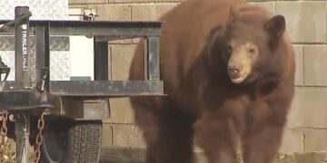 Bear euthanized, her cubs left orphaned, over objections of Monrovia city leaders