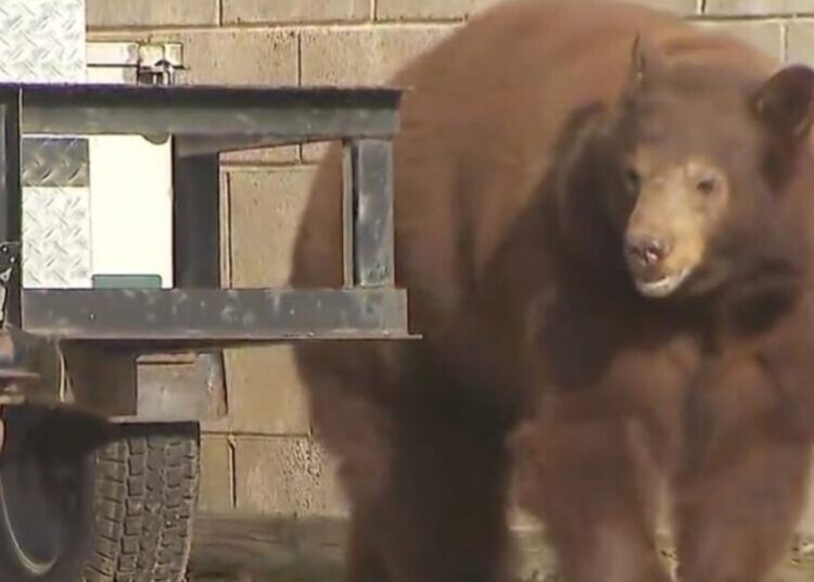 Bear euthanized, her cubs left orphaned, over objections of Monrovia city leaders
