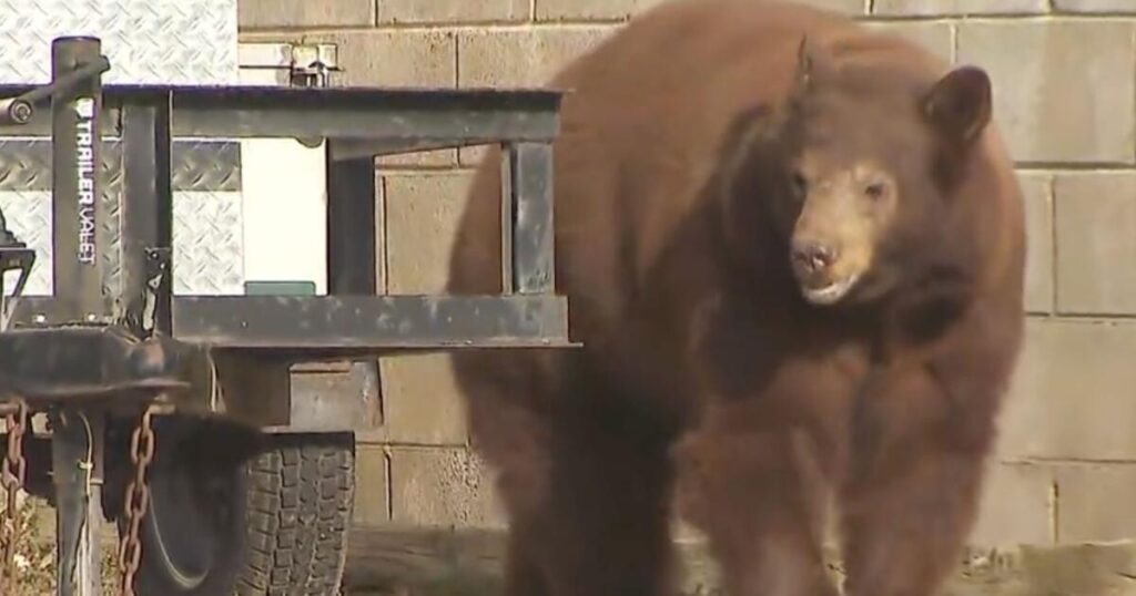 Bear euthanized, her cubs left orphaned, over objections of Monrovia city leaders