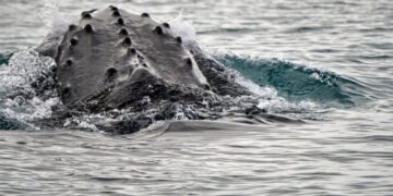 The voice of a long ago whale could lead scientists to a breakthrough