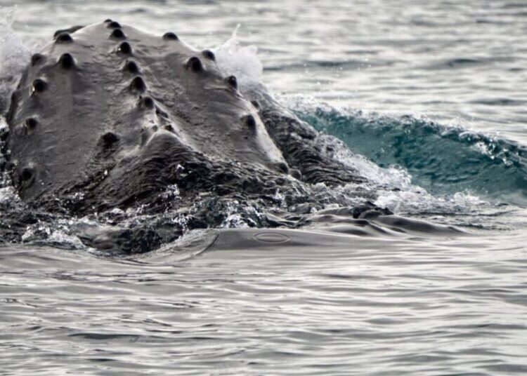 The voice of a long ago whale could lead scientists to a breakthrough