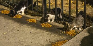 PETA offers reward for tips on South L.A. cat shootings