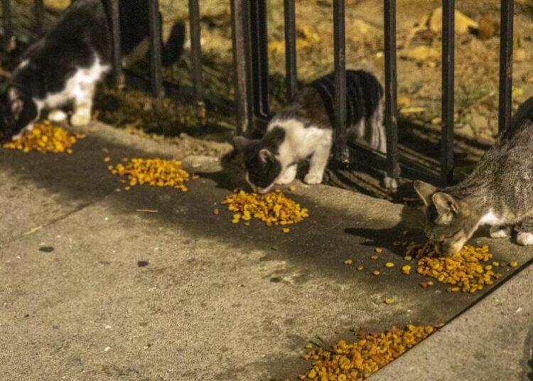 PETA offers reward for tips on South L.A. cat shootings